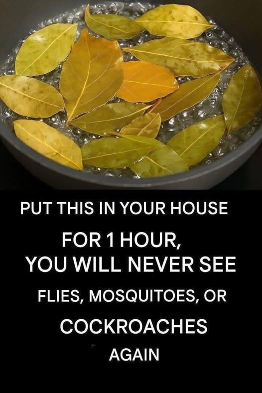 Banish Flies, Mosquitoes, and Cockroaches with These Simple Natural Remedies